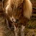 Cotebrook shire horse centre9