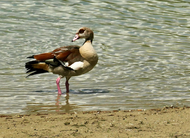 Nilgans