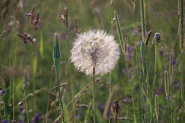 Wiesenkräuter