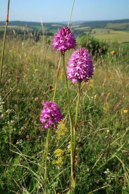 Pyramidal Orchid