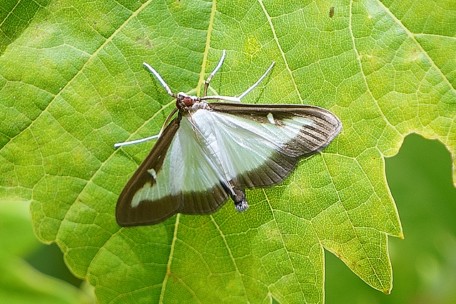 Buxbaum-Zünsler auf Weinblatt Buxbaum-Zünsler auf Weinblatt