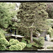 Japanese Tea garden