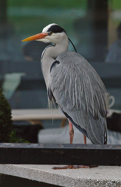 EF7A0717heron