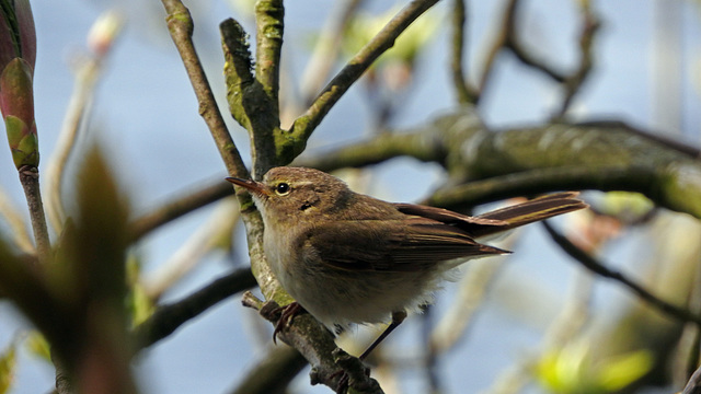 Chiffchaff