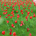 Red tulip lawn