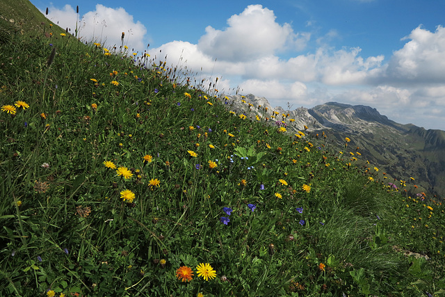 Alpenflora