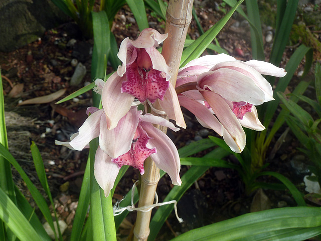 Orchideen sind einfach immer wieder eine Pracht