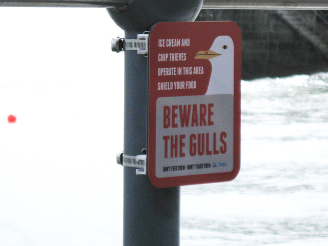 Beware the Gulls!