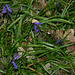 First sign of Bluebells in the wood
