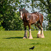Cotebrook shire horse centre10