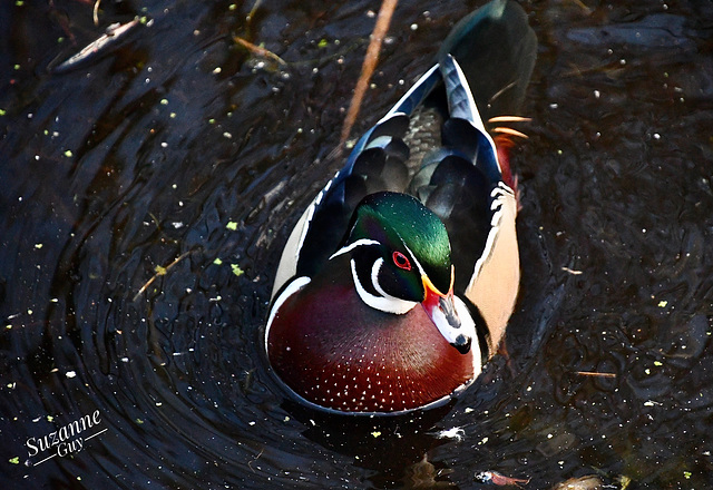 Canard branchu