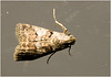 IMG 2285 Moth