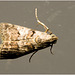 IMG 2285 Moth