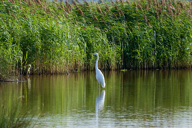 Great White Egret