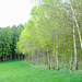 Frühlingsgrün