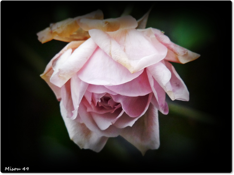 MON JARDIN