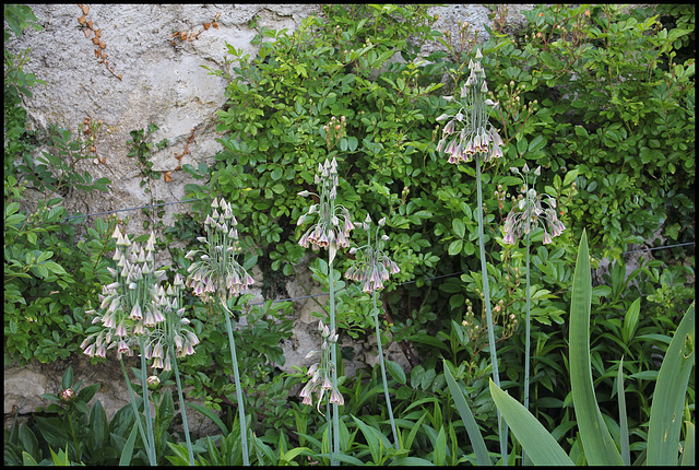 Nectaroscordium siculum