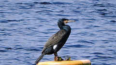 Cormorant