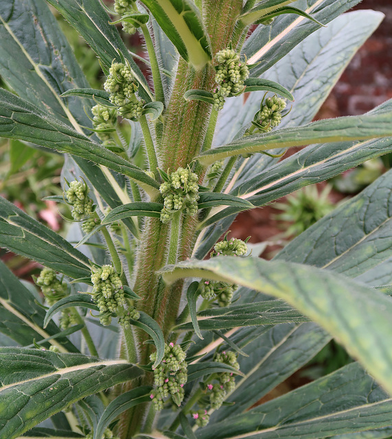 Giant echium in bud (pink)