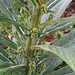 Giant echium in bud (pink)