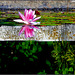 Kompozíció tavirózsával...  Composition with water lily ....