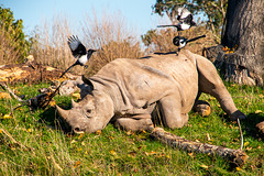 Rhino AND FRIENDS