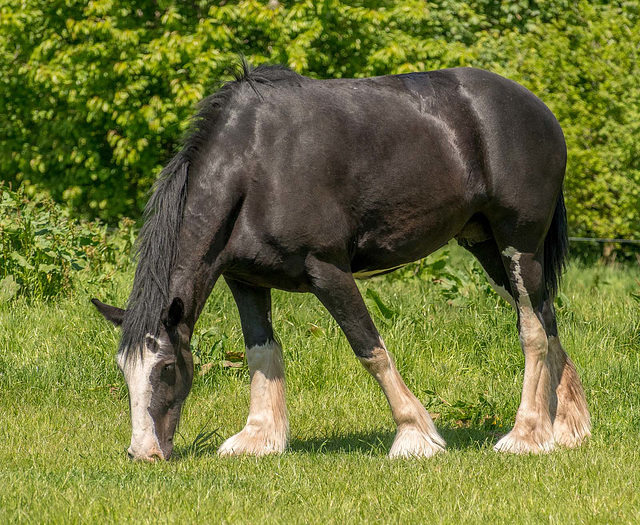 Cotebrook shire horse centre57