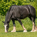 Cotebrook shire horse centre57