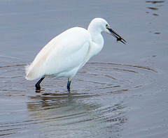 Little egret with a catch