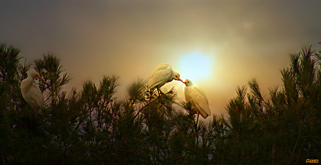 Aigrette Pique-bœuf - Héron garde-boeufs