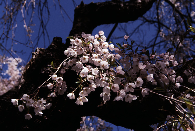 Flowering Tree