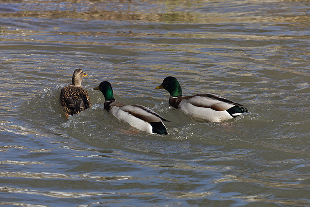 Enten Frühlingsgefühle, spring fever ;-)