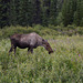 Alaska, Moose Female