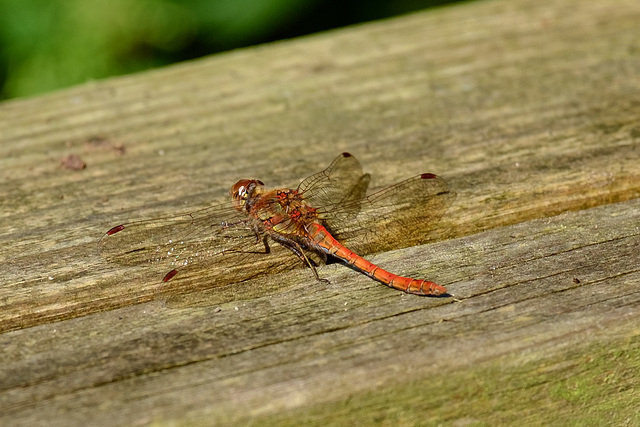 Common Darter Dragonfly