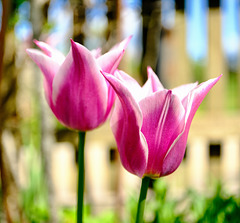 Tulpen