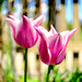 Tulpen