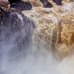 Vencejos  (Swifts) at Iguazu Falls