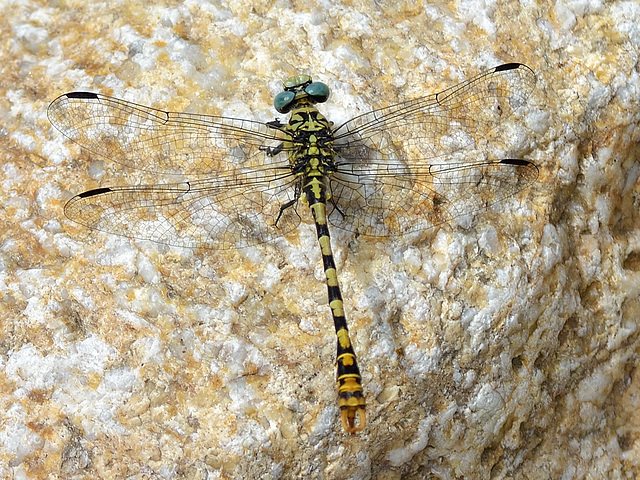 Small Pincertail m (Onychogomphus forcipatus) DSB 1280