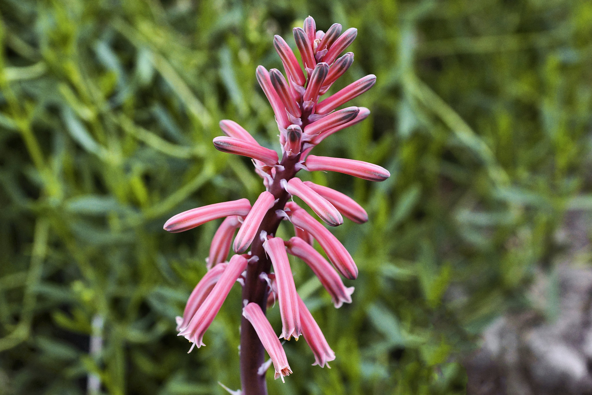 Tiger Aloe Flowers – Brooklyn Botanic Garden, New York, New York