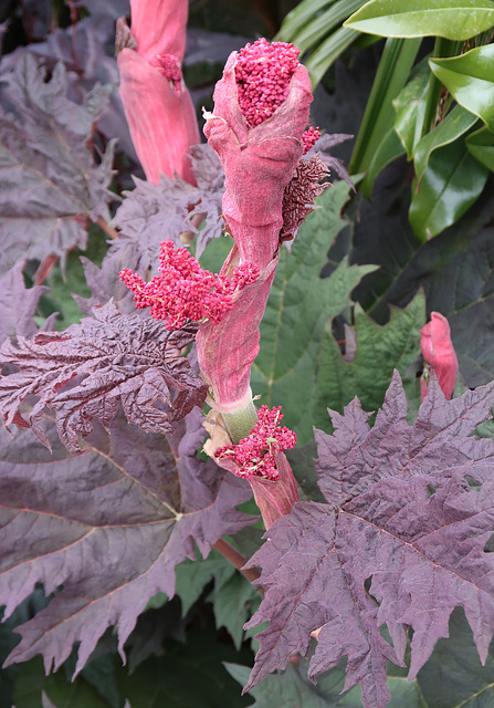 Chinese rhubarb