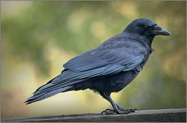 Crow getting friendly