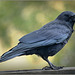 Crow getting friendly