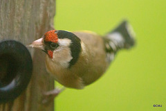 Goldfinch