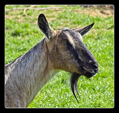 Portrait of a Goat
