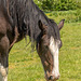 Cotebrook shire horse centre76