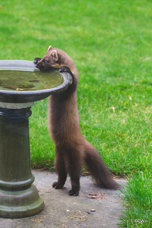 "When my bowl is empty I know where I can have a drink!"