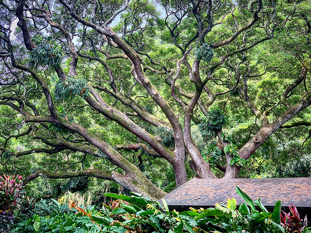 house among the trees