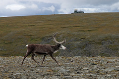 Reindeer passing SOSUS (Sound Surveillance System)