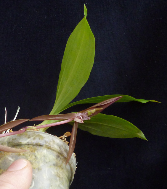 Catasetum bicolor