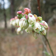 Blueberry flowers - Vaccinium cv.